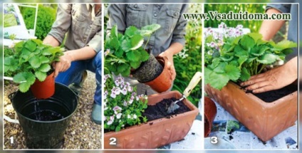 Ültetés és növekvő szamóca edények és konténerek (fotó), a helyszínen a kertben, ház és a szoba