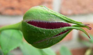 Ültetés rózsák floribunda fajták és ellátás (videó útmutató)