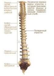 emberi gerinc anatómiája és szerkezete