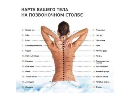 Az emberi gerinc szerkezeti tagolás, diagram, hány helyen és rugalmasságot biztosít