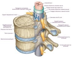 Az emberi gerinc szerkezeti tagolás, diagram, hány helyen és rugalmasságot biztosít
