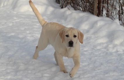 Védőoltások Labrador kiskutyák