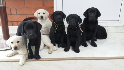 Védőoltások Labrador kiskutyák