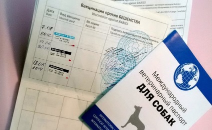Labrador kiskutya védőoltások (lövés) Védőoltások Labrador kiskutyák