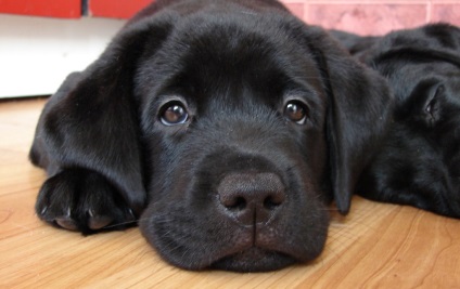 Védőoltások Labrador kiskutyák