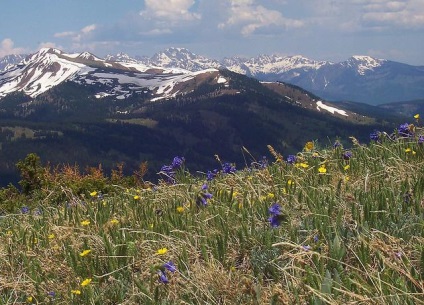 A növényzet tundra és az erdő (tundra) A növényzet a tundra és erdős tundra