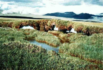 A növényzet tundra és az erdő (-tundra) A növényzet a tundra és erdős tundra