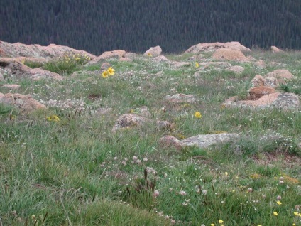 A növényzet tundra és az erdő (tundra) A növényzet a tundra és erdős tundra