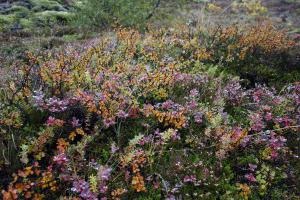 A növényzet tundra és az erdő (tundra) A növényzet a tundra és erdős tundra