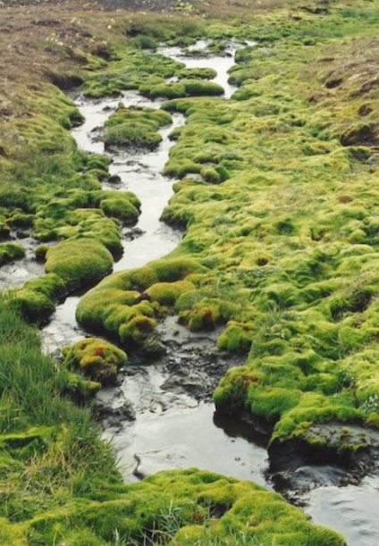 A növényzet tundra és az erdő (-tundra) A növényzet a tundra és erdős tundra