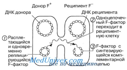 baktériumok szaporodását