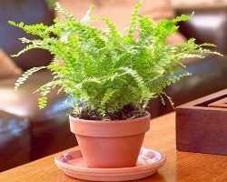 Sokszorosítása páfrányok vegetatív páfrányok szobanövények