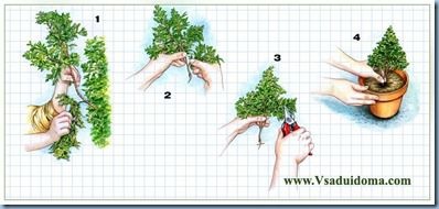 Plant reprodukció - mikor és hogyan kell jobban és korrekt, a helyszínen a kertben, ház és a szobanövények