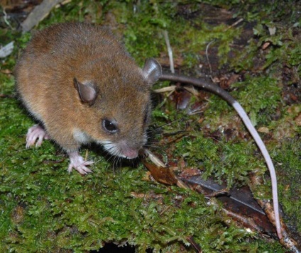 Egérfajok és módszerek a hadviselés (üzletek találhatók) Egérfajok és módszerek harc
