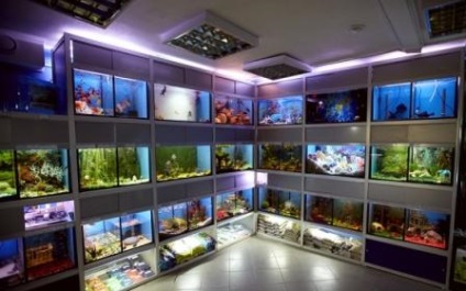Tenyésztési akváriumi halak, mint egy üzleti otthon