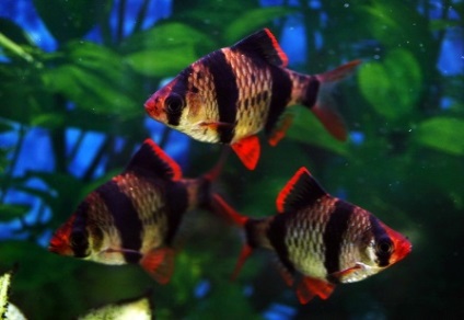 Tenyésztési akváriumi halak, mint egy üzleti otthon