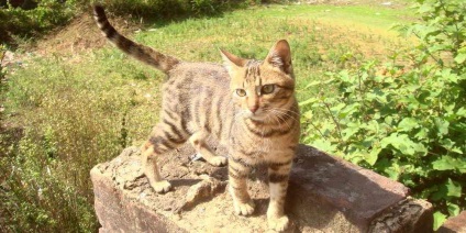 Tenyésztési-e a kínai hua (cat tenyésztés) Tenyésztési-e a kínai Hua