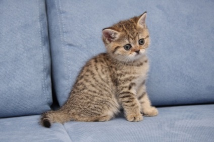 Ritka színű brit macska - fotó színei macskák