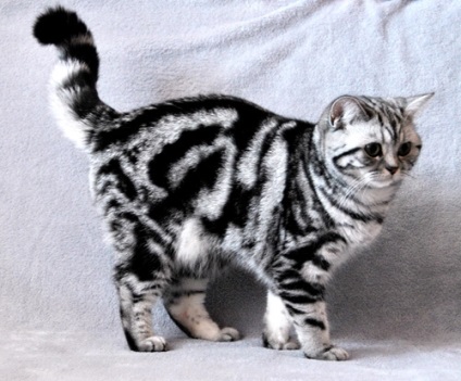 Ritka színű brit macska - fotó színei macskák