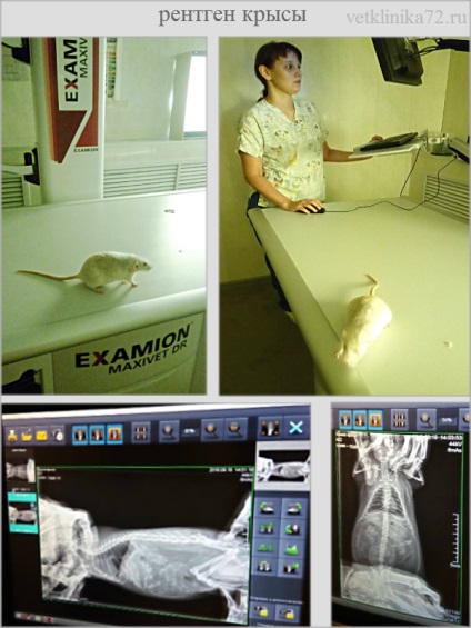 Röntgensugárzás kutyák és macskák Tyumenba veterinärklinik ők