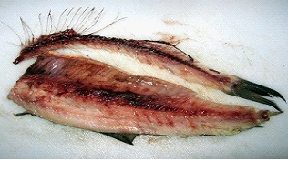 Receptek forshmak hering klasszikus, héber, Odesszában, honnan Larisa Rubalskoy re (forshmak) Vagdalt recept klasszikus hering héberül, Odesszában, honnan Larisa Rubalskoy származó
