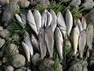 Horgászat Altai