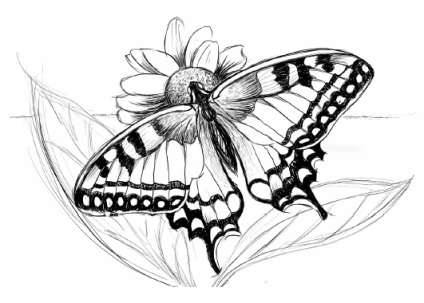 Pillangók ceruzarajzokkal