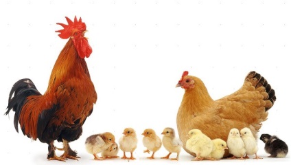 Szülőpár csirkék - egészséges csibék egészséges szülők