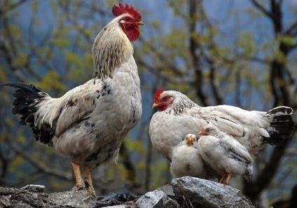 Szülőpár csirkék - egészséges csibék egészséges szülők