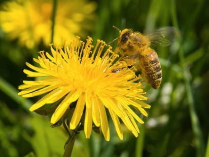 A szerepe a méhek beporzás növények és hogyan gyűjtsön pollen