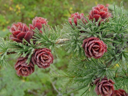 Rose - szakrális jelkép - Fair Masters - kézzel készített, kézzel készített