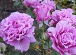 Floribunda rózsák ültetése és gondozása
