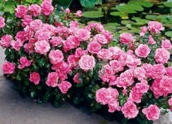 Floribunda rózsák ültetése és gondozása