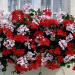 Floribunda rózsa gondozása és termesztése