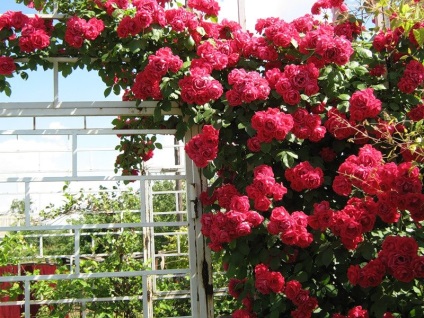 Floribunda rózsa gondozása és termesztése