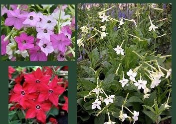 Kerti virág illatú dohány ültetése és gondozása növények
