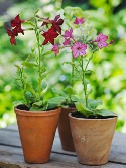 Kerti virág illatú dohány ültetése és gondozása növények