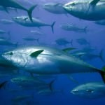 A legdrágább hal a világon - a kékúszójú tonhal súlya 222 kilogramm 1
