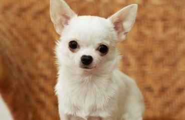A leggyakoribb betegségek chihuahua a tüneteket, és a megelőzés (tünetek) A leggyakoribb betegségek chihuahua a tüneteket, és a megelőzés