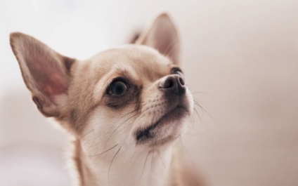 A leggyakoribb betegségek chihuahua a tüneteket, és a megelőzés (Chihuahua) A leggyakoribb betegségek chihuahua a tüneteket, és a megelőzés