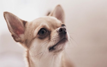 A leggyakoribb betegségek chihuahua a tüneteket, és a megelőzés