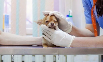 A leggyakoribb betegségek chihuahua a tüneteket, és a megelőzés (tünetek) A leggyakoribb betegségek chihuahua a tüneteket, és a megelőzés