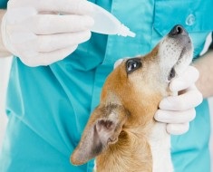 A leggyakoribb betegségek chihuahua a tüneteket, és a megelőzés (gyakori) A leggyakoribb betegségek chihuahua a tüneteket, és a megelőzés
