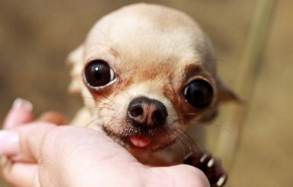A leggyakoribb betegségek chihuahua a tüneteket, és a megelőzés (gyakori) A leggyakoribb betegségek chihuahua a tüneteket, és a megelőzés