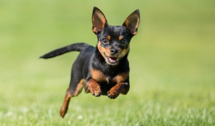 A leggyakoribb betegségek chihuahua a tüneteket, és a megelőzés (betegség) A leggyakoribb betegségek chihuahua a tüneteket, és a megelőzés