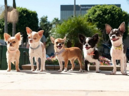 A leggyakoribb betegségek chihuahua a tüneteket, és a megelőzés