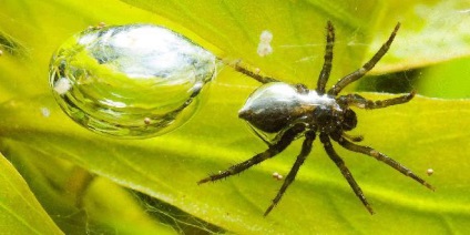 A legérdekesebb tények pókok típusainak leírása és jellemzői