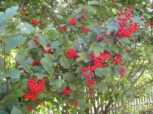 A legnépszerűbb gyümölcs bokrok a kertben, a fotó és a név