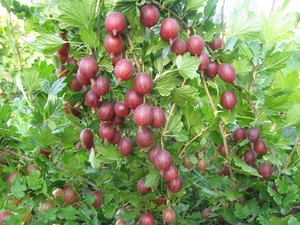 A legnépszerűbb gyümölcs bokrok a kertben, a fotó és a név