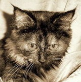 Weboldal Masjani macska képek a macskák - fantasy tapéta - képek a kölykök - viccet macskák - vicces mondások